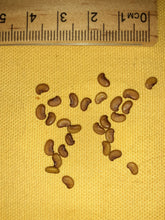 Load image into Gallery viewer, Ontario Near Native False Indigo seeds