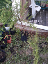 Load image into Gallery viewer, Ontario Native Plant--Red cedar