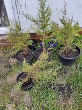 Load image into Gallery viewer, Ontario Native Plant--Red cedar