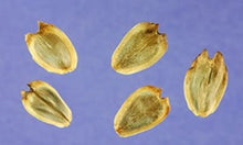 Load image into Gallery viewer, Ontario Native Cup plant, Silphium perfoliatum, seeds