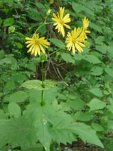 Load image into Gallery viewer, Ontario Native Cup plant, Silphium perfoliatum, seeds