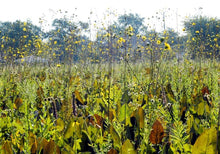 Load image into Gallery viewer, Ontario Native Prairie Dock, Silphium terebinthinaceum, seeds