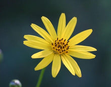Load image into Gallery viewer, Ontario Native Prairie Dock, Silphium terebinthinaceum, seeds