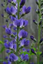 Load image into Gallery viewer, Ontario Near Native False Indigo seeds