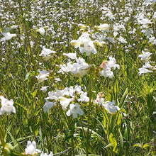 Load image into Gallery viewer, Ontario Near Native Giant/Foxglove Beardtongue seeds