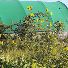 Load image into Gallery viewer, Ontario Native Compass plant, Silphium laciniatum, seeds