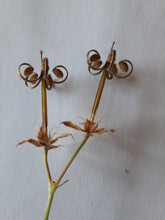 Load image into Gallery viewer, Ontario Native Wild Geranium seeds