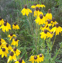 Load image into Gallery viewer, Ontario Native Grey-headed Coneflower seeds