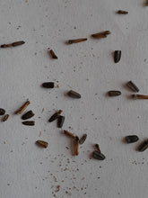 Load image into Gallery viewer, Ontario Native Grey-headed Coneflower seeds
