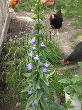 Load image into Gallery viewer, Ontario Native Blue Lobelia Seeds