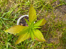 Load image into Gallery viewer, Ontario Native Blue Lobelia Seeds