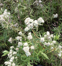 Load image into Gallery viewer, Ontario Native Virginia Mountain Mint seeds