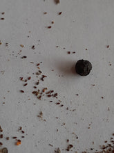 Load image into Gallery viewer, Ontario Native Virginia Mountain Mint seeds