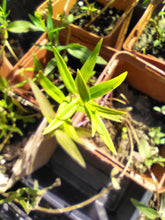Load image into Gallery viewer, Virginia Mountain Mint starters