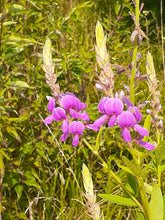 Load image into Gallery viewer, Ontario Native Showy Tick Trefoil Seeds