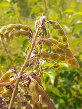 Load image into Gallery viewer, Ontario Native Showy Tick Trefoil Seeds