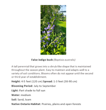 Load image into Gallery viewer, Ontario Near Native False Indigo seeds