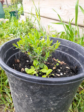 Load image into Gallery viewer, Ontario Native Plant--Red cedar