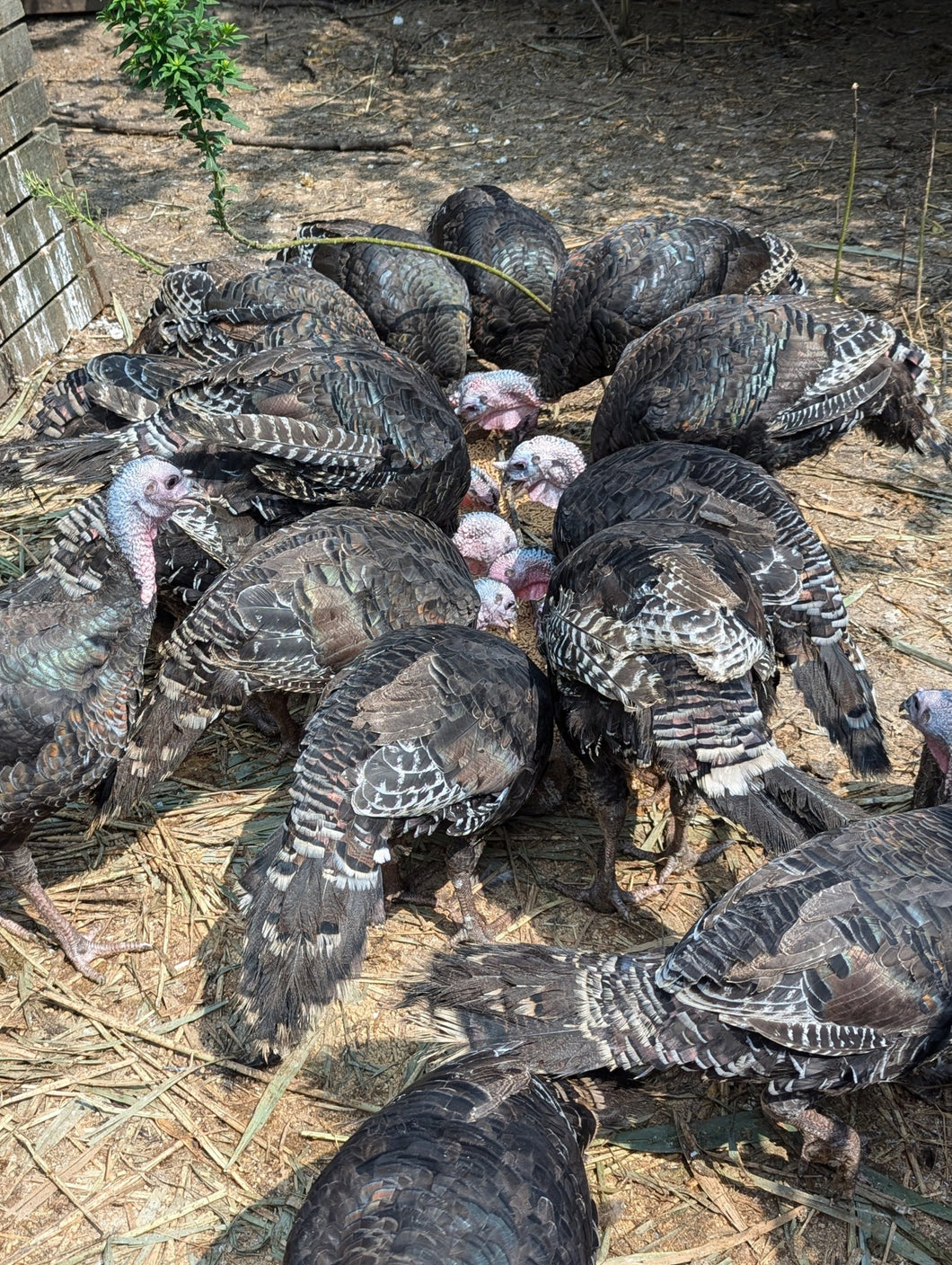 Pasture-raised Bronze Orlopp heritage breed turkeys