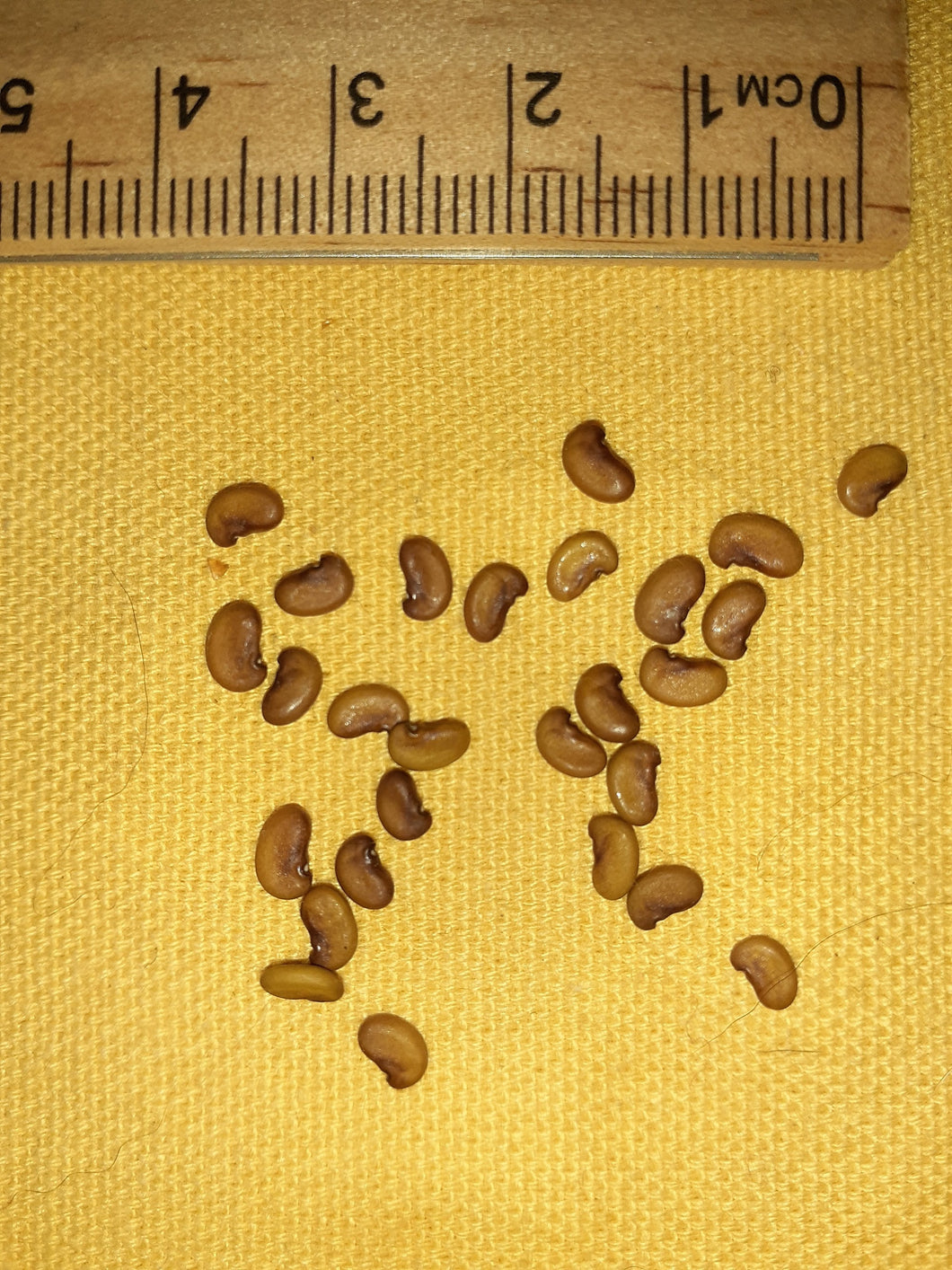 indigo plant seeds online Ontario Near Native False Indigo seeds – Howling Hound Farms