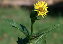Load image into Gallery viewer, Ontario Native Cup plant, Silphium perfoliatum, seeds
