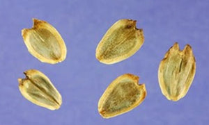Ontario Native Cup plant, Silphium perfoliatum, seeds