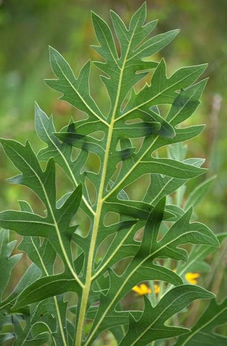 Ontario Native Compass plant, Silphium laciniatum, seeds – Howling ...