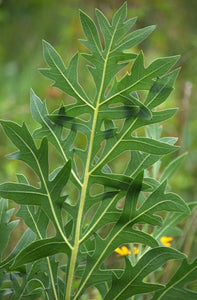 Ontario Native Compass plant, Silphium laciniatum, seeds