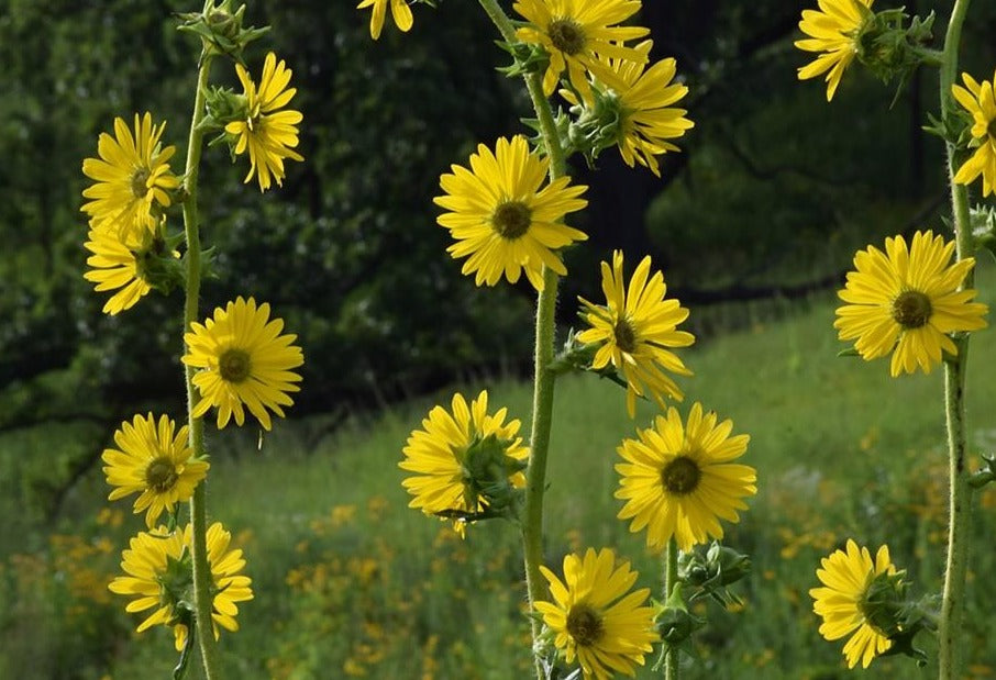 Ontario Native Compass plant, Silphium laciniatum, seeds – Howling ...