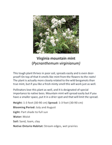 Ontario Native Virginia Mountain Mint seeds