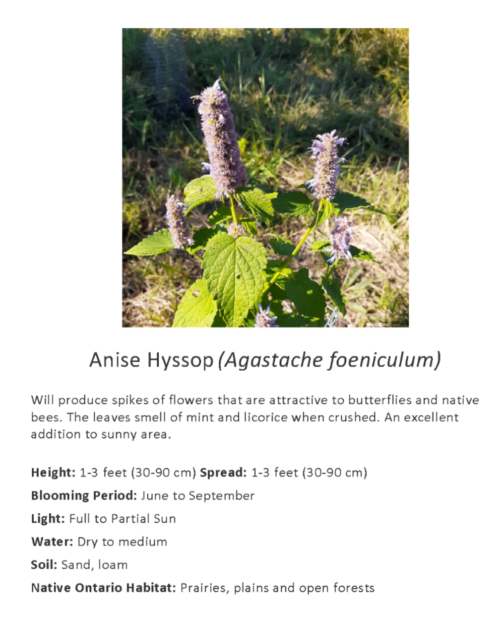Ontario Native Anise Hyssop seeds