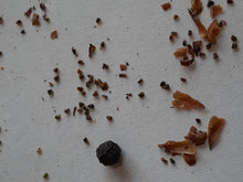 Load image into Gallery viewer, Ontario Near Native Giant/Foxglove Beardtongue seeds

