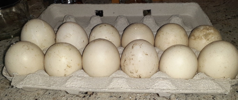 picture shows one dozen large duck eggs in a carton