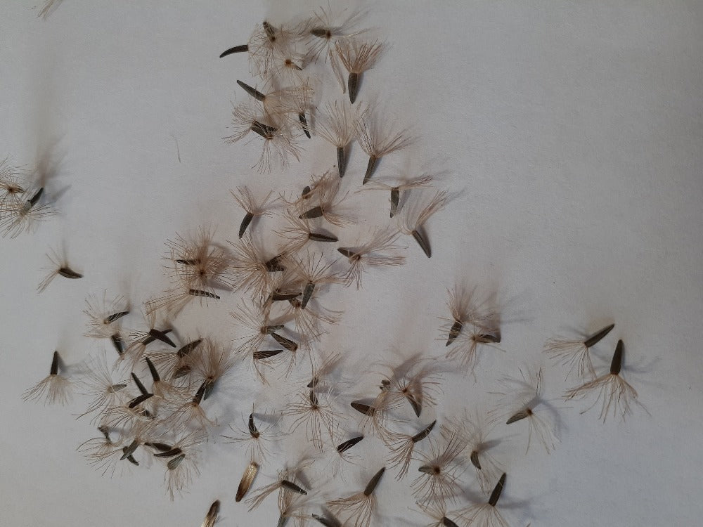 blazing star flower seeds Ontario Native Liatris or Dense Blazing Star seeds – Howling Hound Farms