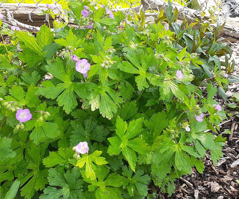 wild geranium seeds for sale Ontario Native Wild Geranium seeds – Howling Hound Farms