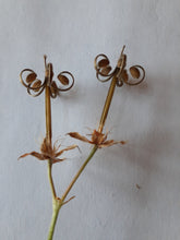 Load image into Gallery viewer, Ontario Native Wild Geranium seeds
