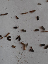 Load image into Gallery viewer, Ontario Native Grey-headed Coneflower seeds
