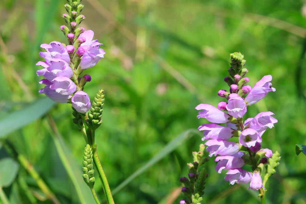 Ontario Native plant--Obedient plant starters